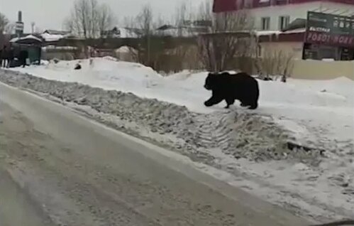 Медведь в городе — Видео от Клуб Автомобилистов