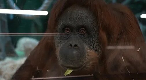 Видео от Московский зоопарк / Moscow zoo — Видео от Московский зоопарк / Moscow zoo