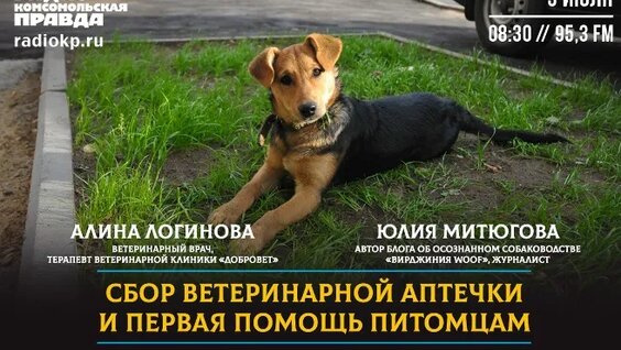 Жизнь замечательных животных. Сбор ветеринарной аптечки и первая помощь питомцам — ...