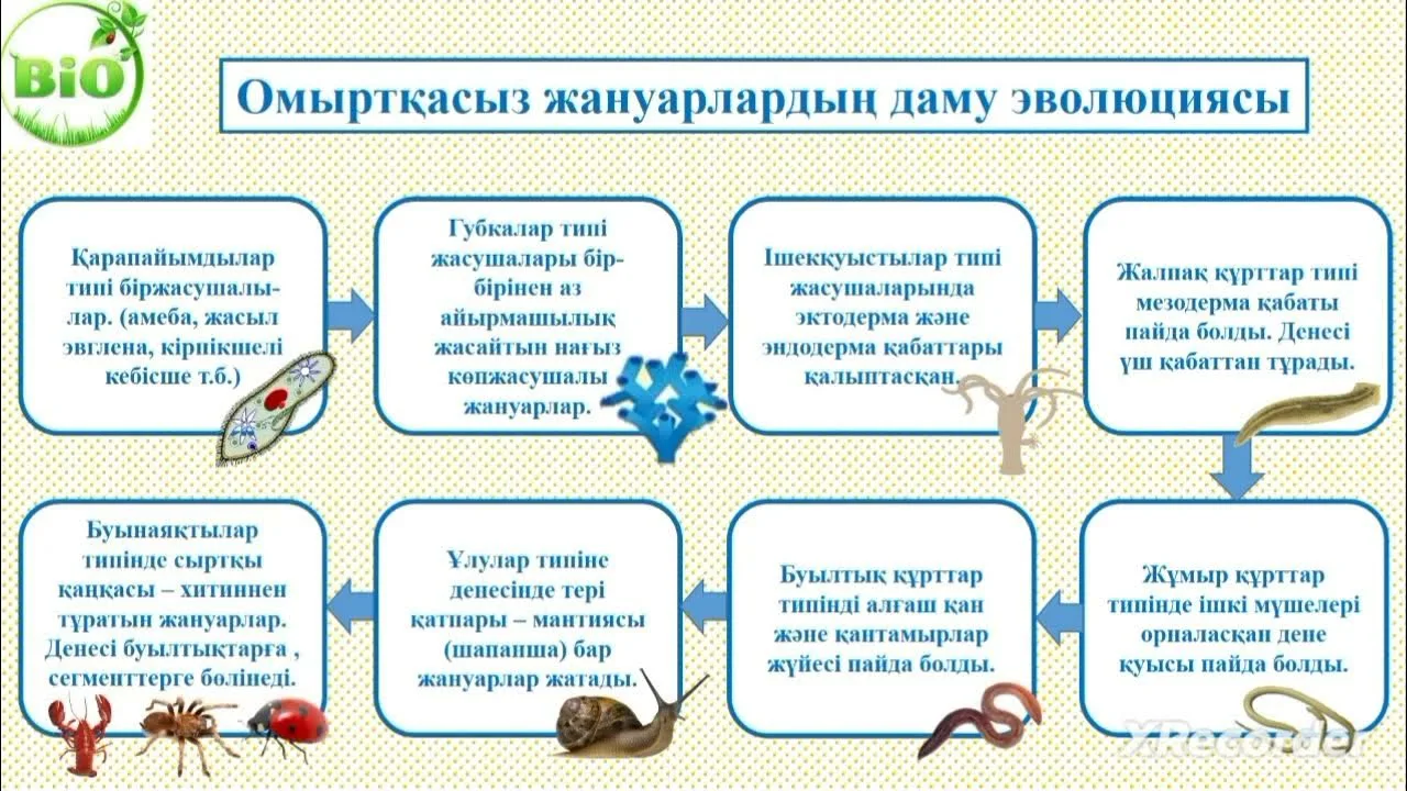 Жалаңаш Поллянна Макинтош