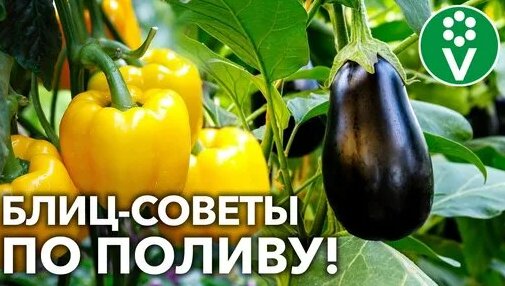 ПОЛИВАЙТЕ ПЕРЦЫ И БАКЛАЖАНЫ ТОЛЬКО ТАК! Актуальные рекомендации для большого урожая! — Видео от Проц...
