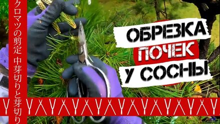 Обрезка почек у сосны