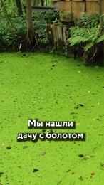 Нашла лягушку, а Арехи осквернил болото