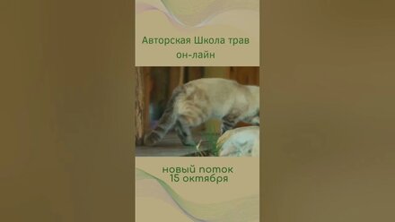 Новый поток ШколыТрав он-лайн травницы Надежды Крылович начнется 15 октября #целебныетравы #травница
