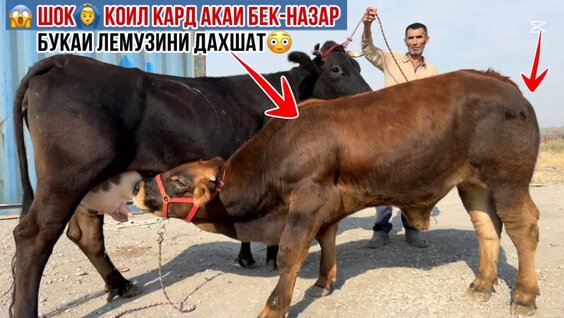 Semiz massajchi bilan ruscha seks video