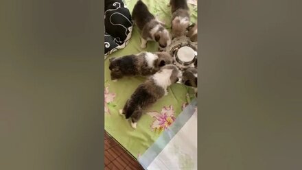 Продаю щенков вельш корги пемброка