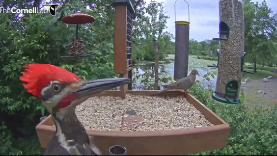 Live Birds In 4K! Cornell Lab FeederWatch Cam at Sapsucker