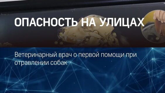 Ветеринар об отравлении собак — Видео от Телеканал ТВЭл