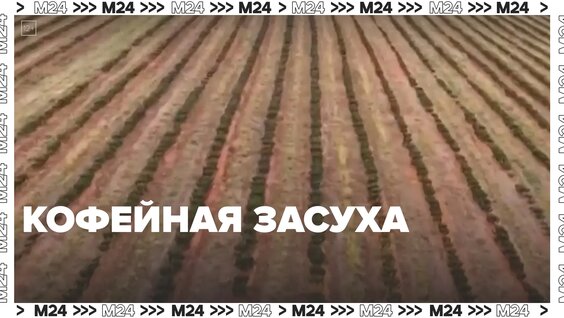 Эксперты предрекли дефицит арабики на мировом рынке – Москва 24 — Видео от Москва 24