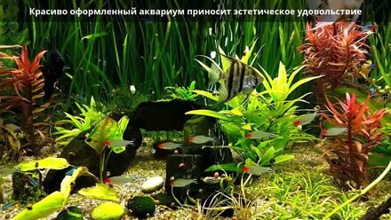 Грунт для аквариума. Какой аквариумный грунт выбрать? Гравий, галька, песок, декоративный камень
