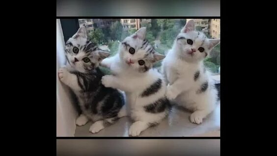 Забавные котята. Подборка видео с котятами. — Видео от Кошарик