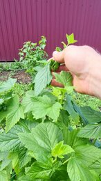 Скрутились концы на смородине, что дальше? #shorts #сад #garden #дача