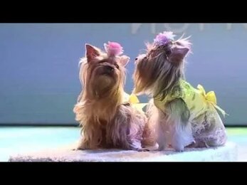 часть 1 ШОУ Самых Талантливых Собачек