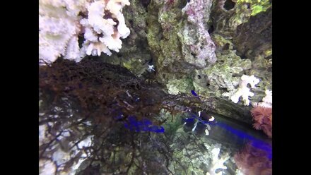 My workplace aquarium