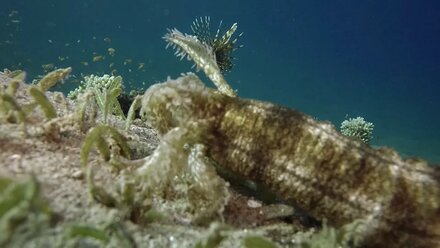 red sea
