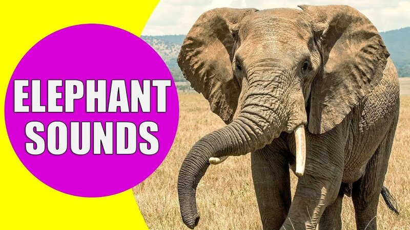Elephant Sounds FOR KIDS - Learn Trumpeting, Rumbling, and Roaring ...