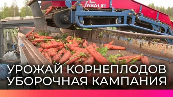 Аграрии региона собирают морковь нового поколения с применением современных технологий — Видео от Но...