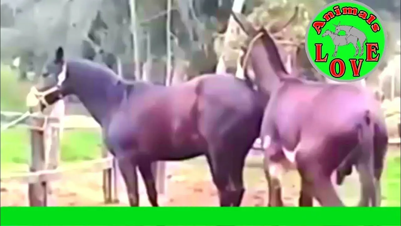 donkey mating New Donkeys mating video Animals Love تزاوج الحمير تزاوج الح
