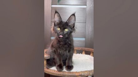 Megacoon Ruta #cat #kitten #mainecoon #funnycats #cute #pets #catlover #animals