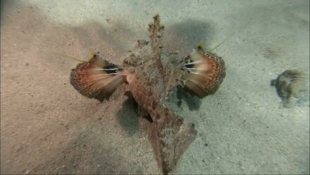 Unimicus felomentosus
