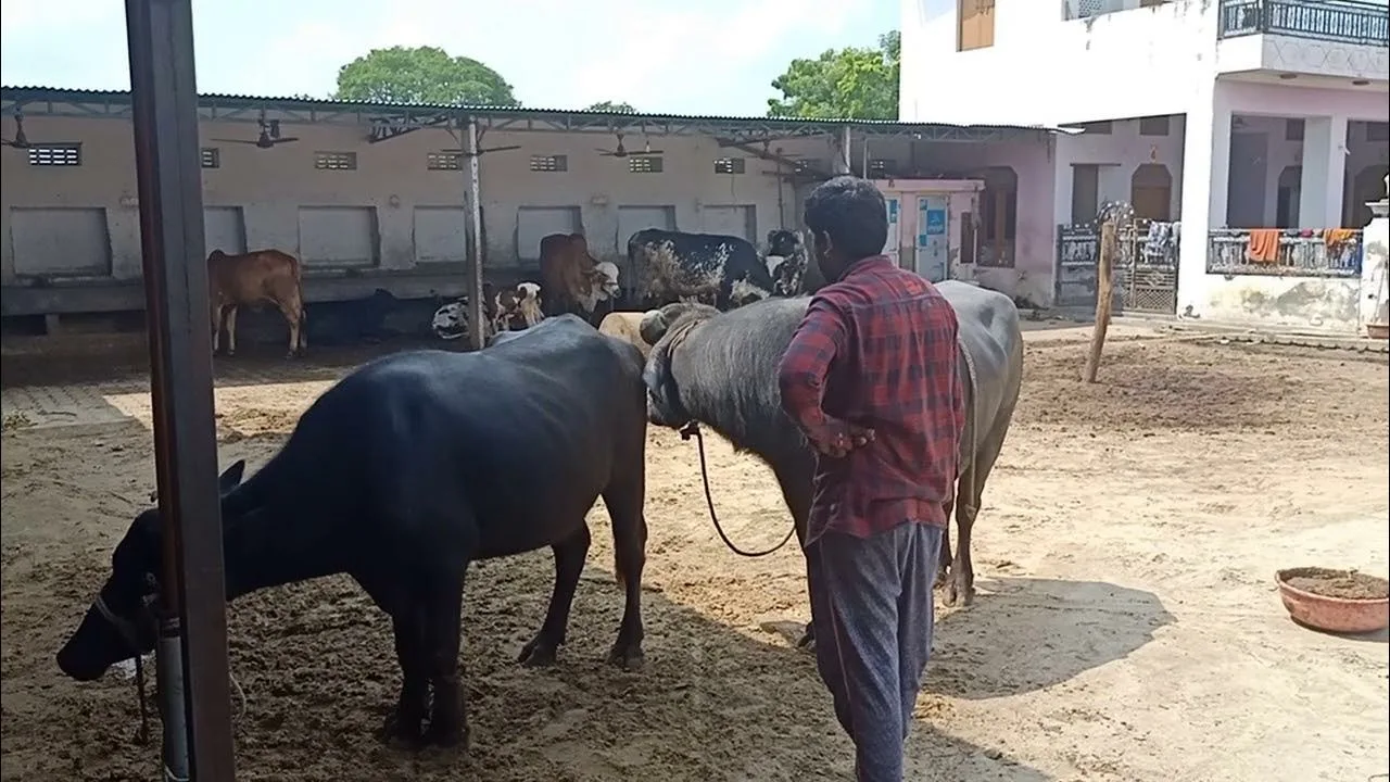 amezing buffalo mating hot buffalo and horse mating cow and buffalo cross  meeting horse mating - Yandex Video aramada çevrimiçi izle