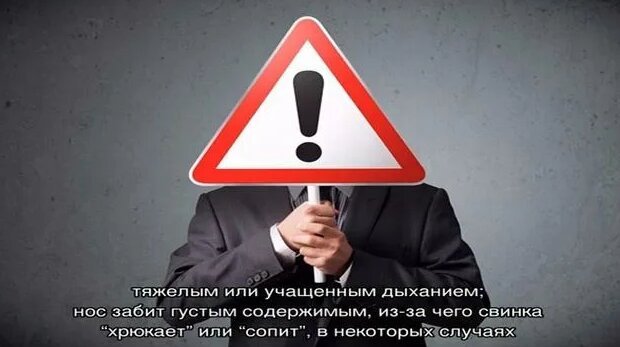 Почему морская свинка чихает - Смотреть онлайн в поиске Яндекса по Видео