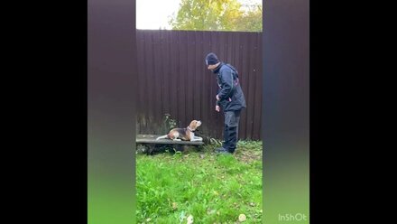 Дрессировка собак послушание | Бигль "Челси"