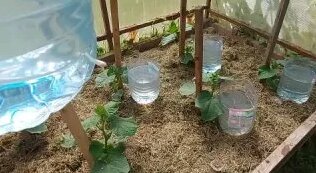 Капельный полив своими руками из пятилитровых пластиковых бутылок — Видео от Моя любимая дач…