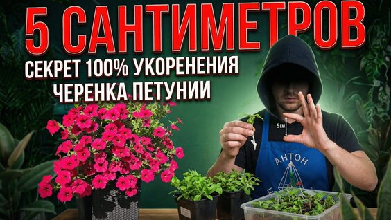 Дело в 5 сантиметрах и парочке нюансов: секрет 100% укоренения черенков петуний — Видео от А...