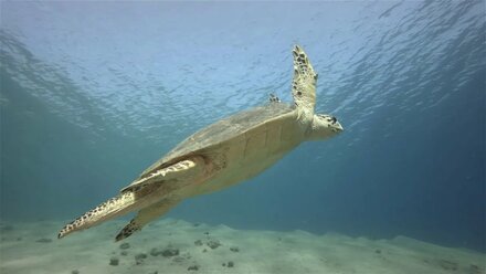 Sea turtle go to the sun