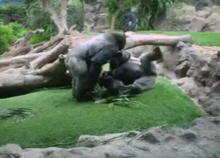 Асексуары кк