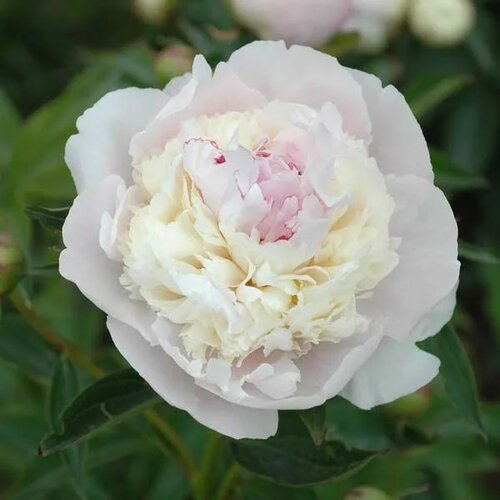 покупка пиона пастелеганс