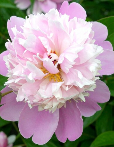 покупка пиона пастелеганс