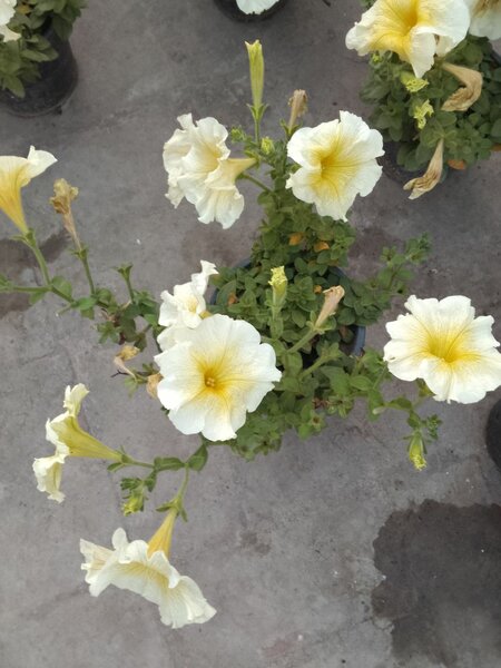 Petunia Flower