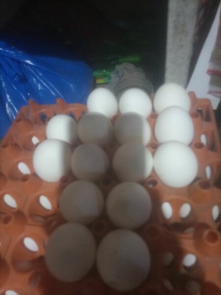 Egg 12 pcs