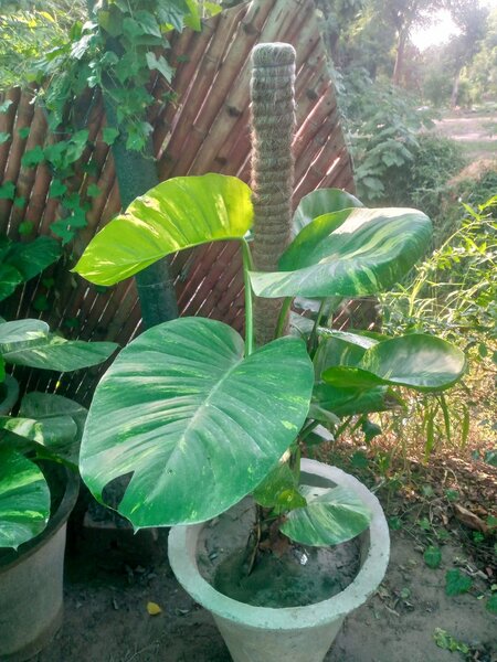 Money plant 18 inch