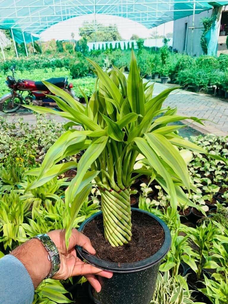 Lucky bamboo
