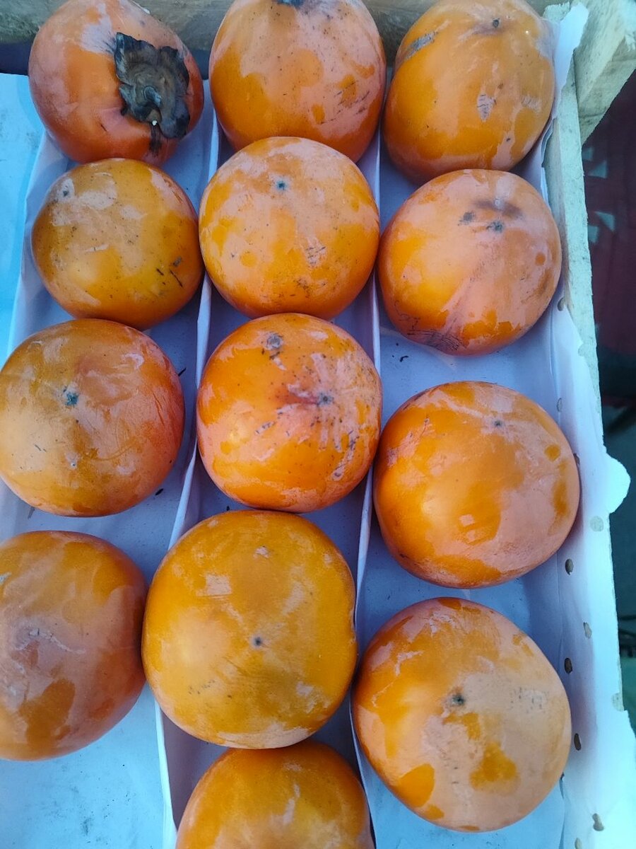 Курма