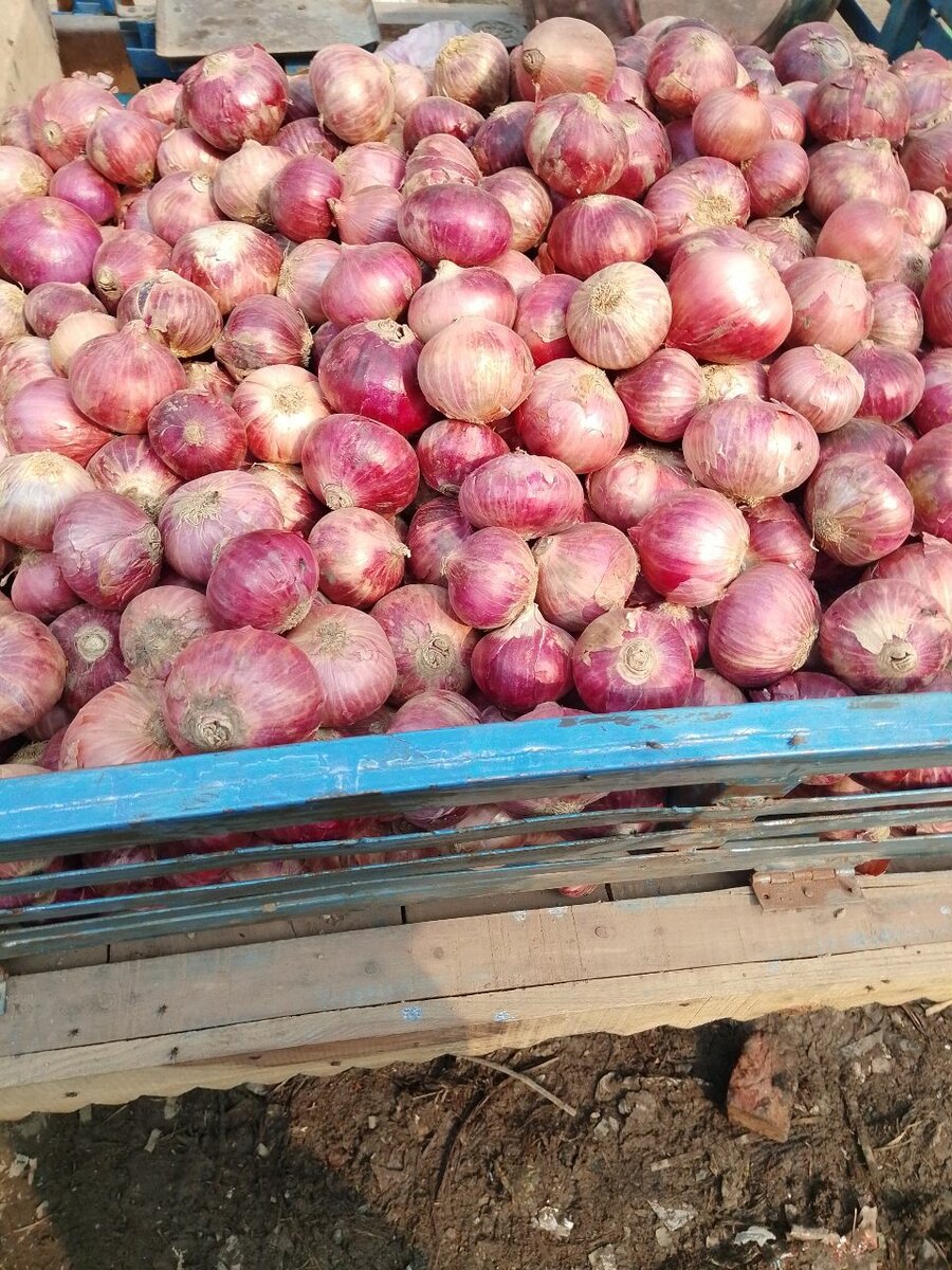 Onion
