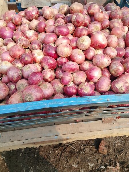 Onion