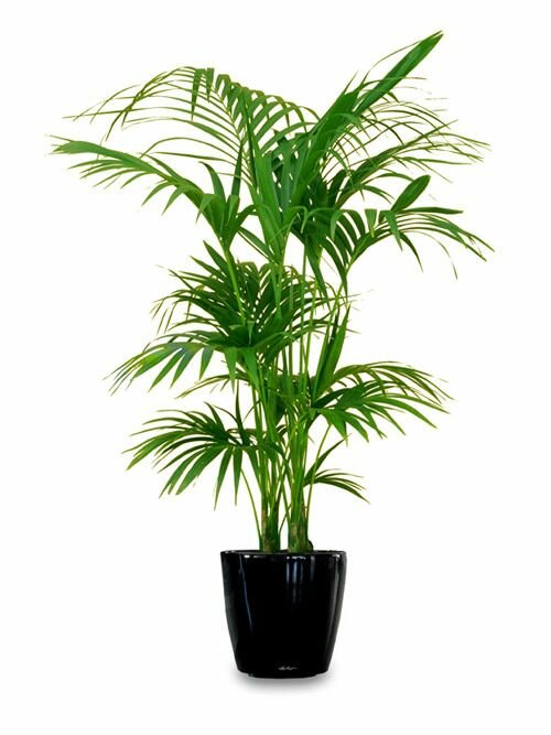 House beautiful plant