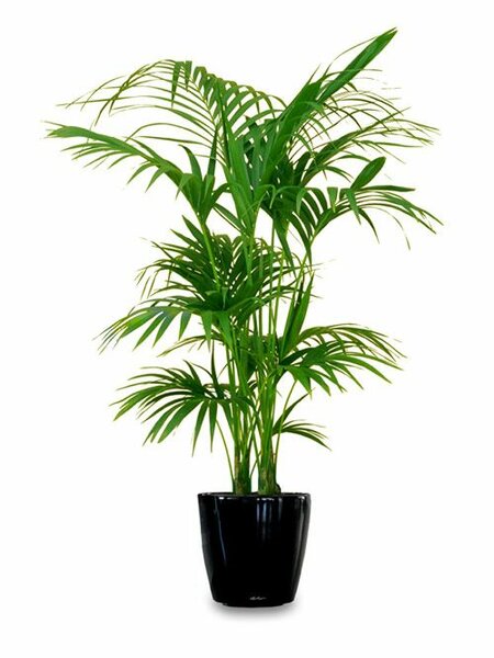 House beautiful plant