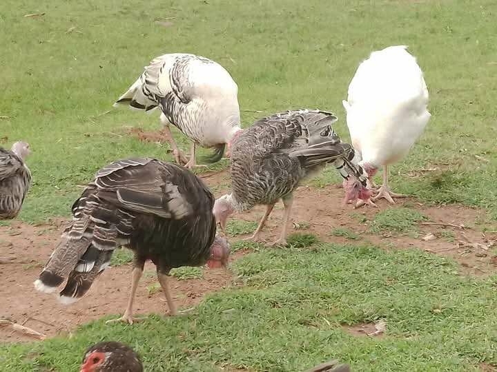 Turkey