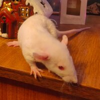 Сиротка Марыся) ***