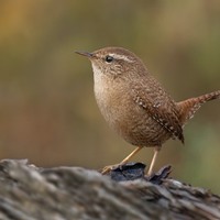 Серёжа Сыпин