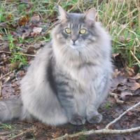 Олли Цветкова