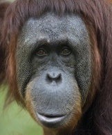 Елисеев  Сергей