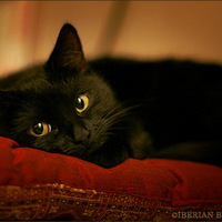 Татьяна Виноградская.