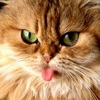 dvcuwufgh6anr6vz2t1xvtv7w4