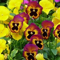 тамара романова